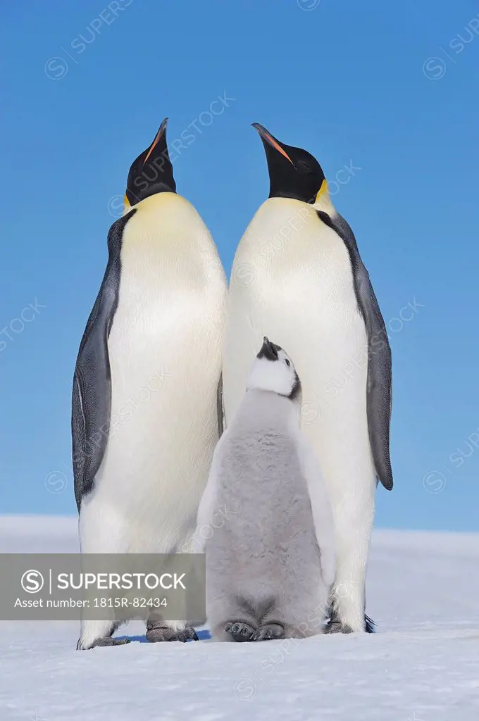 Antarctica, Antarctic Peninsula, Emperor penguins with chick on snow hill island