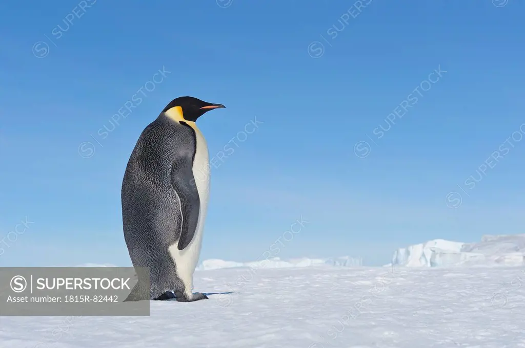 Antarctica, Antarctic Peninsula, Emperor penguin walking on snow hill island