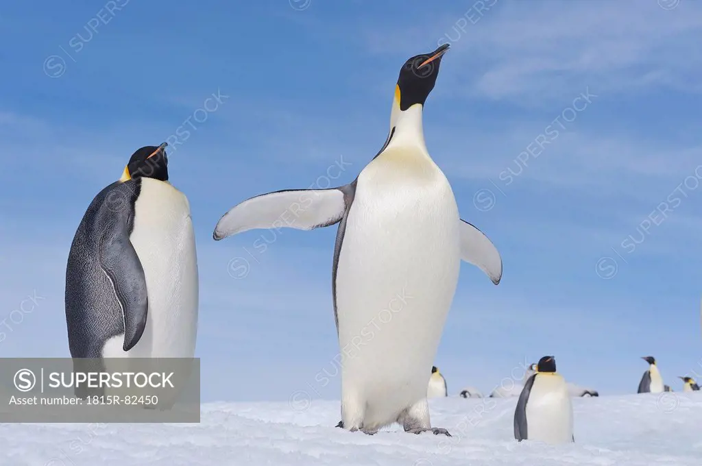 Antarctica, Antarctic Peninsula, Emperor penguins standing on snow hill island