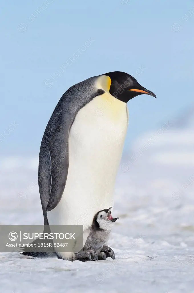 Antarctica, Antarctic Peninsula, Emperor penguin with chick on snow hill island