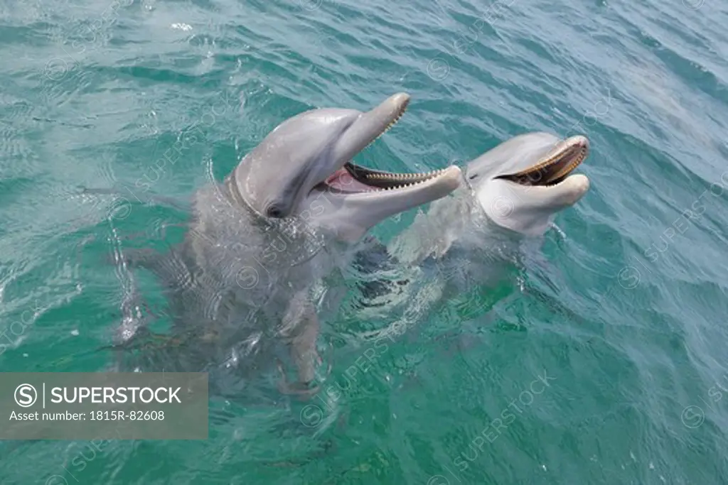 Latin America, Honduras, Bay Islands Department, Roatan, Caribbean Sea, View of two bottlenose dolphins swimming in seawater surface