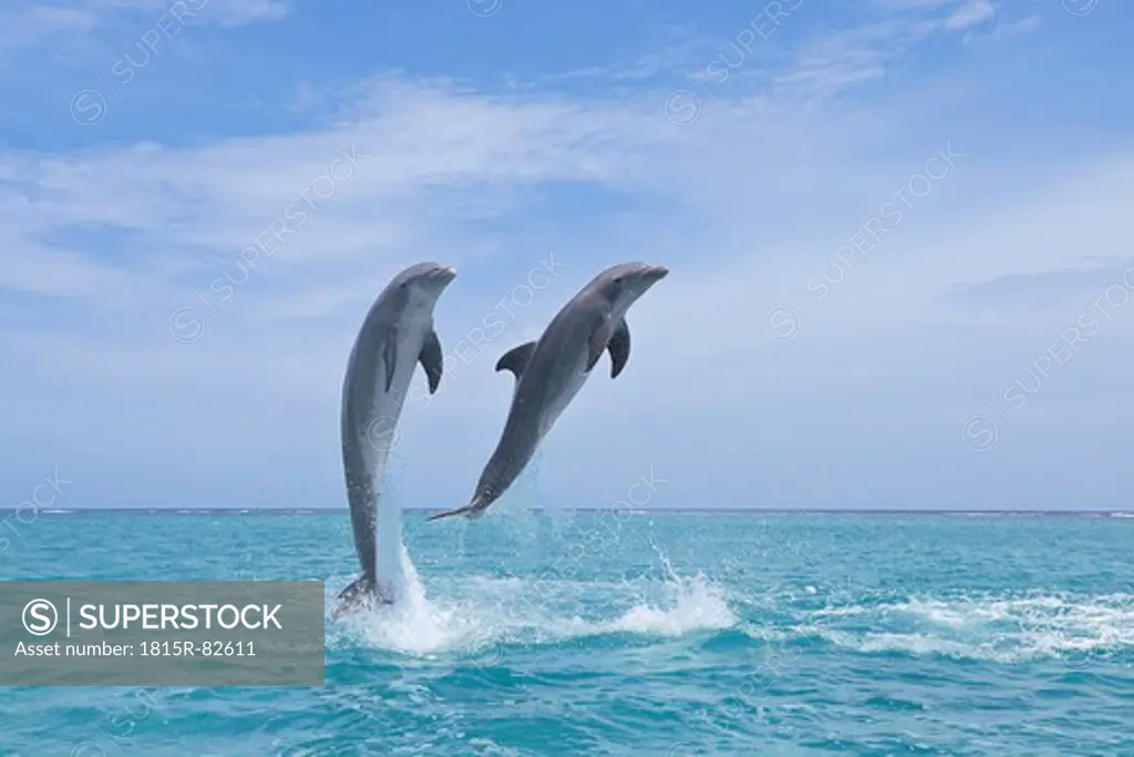 Latin America, Honduras, Bay Islands Department, Roatan, Caribbean Sea, View of bottlenose dolphins jumping in seawater