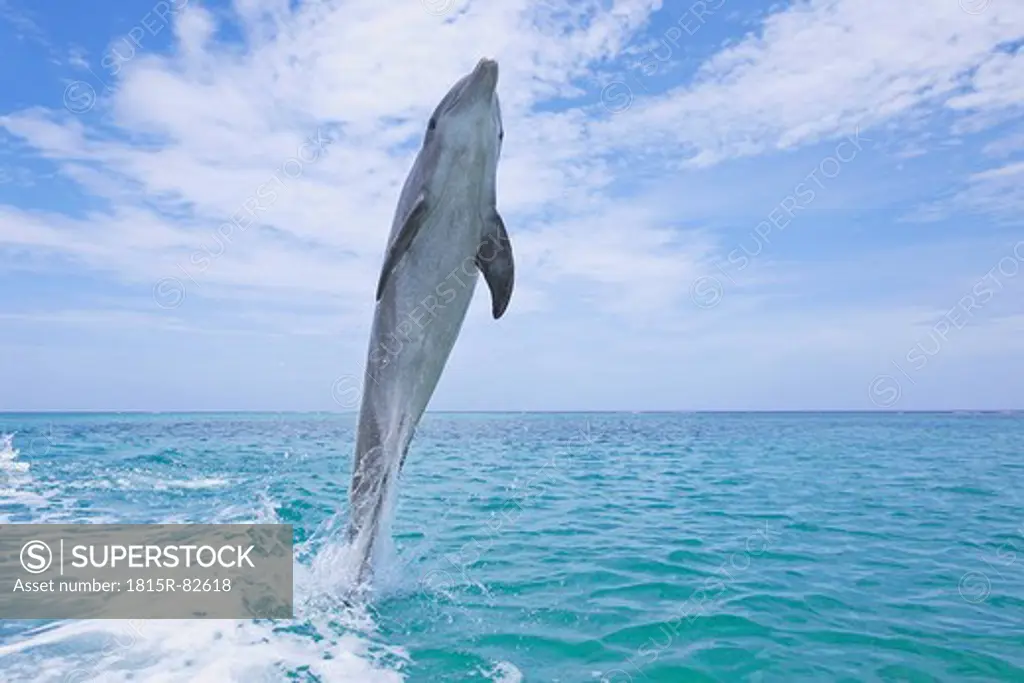 Latin America, Honduras, Bay Islands Department, Roatan, Caribbean Sea, View of bottlenose dolphin jumping in seawater