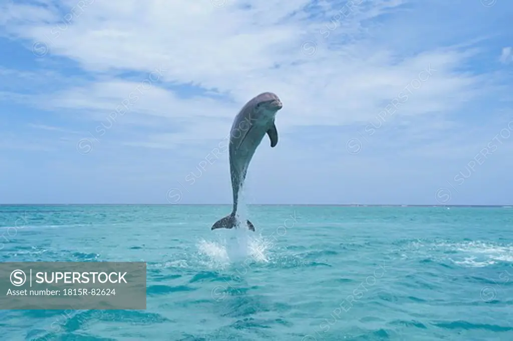 Latin America, Honduras, Bay Islands Department, Roatan, Caribbean Sea, View of bottlenose dolphin jumping in seawater