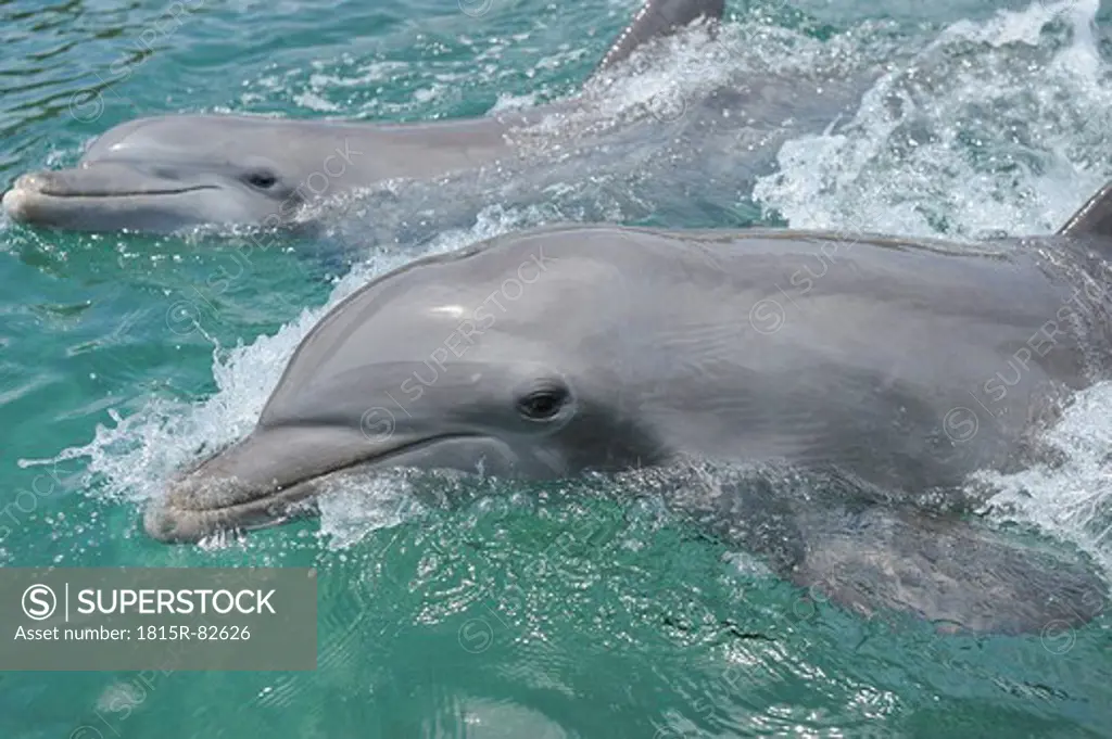 Latin America, Honduras, Bay Islands Department, Roatan, Caribbean Sea, Close up of two bottlenose dolphins swimming in seawater surface