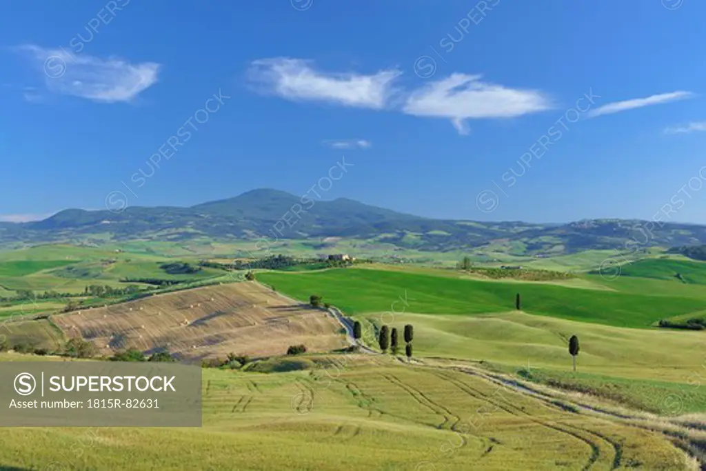 Italy, Tuscany, Province of Siena, Monte Amiata, Val d´Orcia, Pienza, View of cypress trees along dirt road
