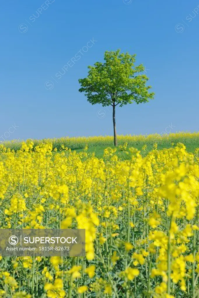 Germany, Bavaria, Franconia, View of single norway maple tree in rape field with blue sky