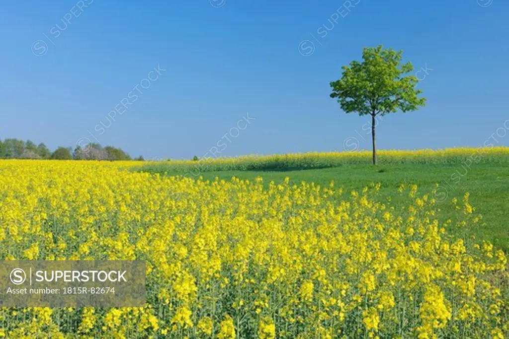 Germany, Bavaria, Franconia, View of single norway maple tree in rape field with blue sky