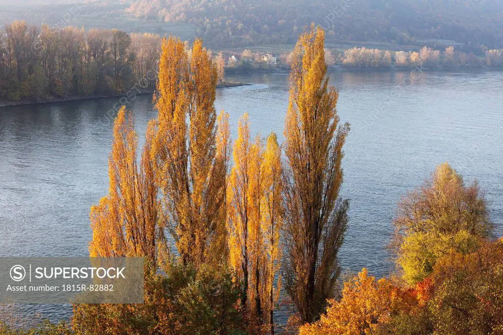 Austria, Lower Austria, Waldviertel, Wachau, Autumn cottonwood on Danube riverbank near Duernstein