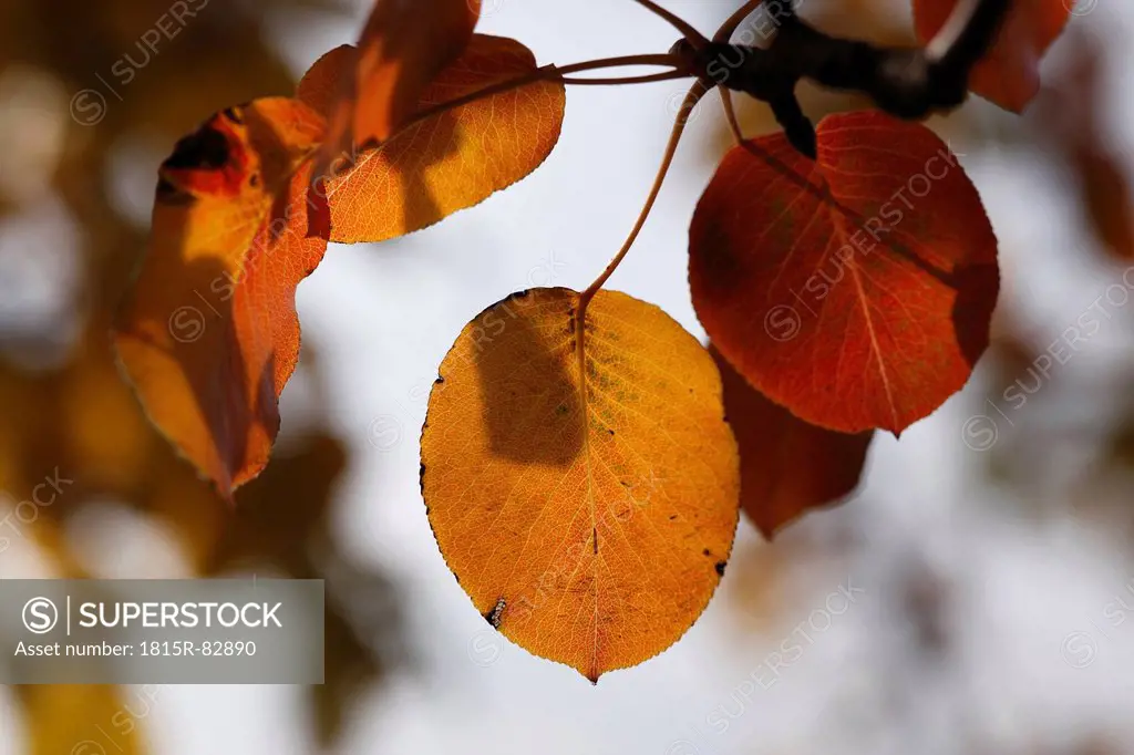 Autumn leaves of European pear lat. Pyrus communis, close_up