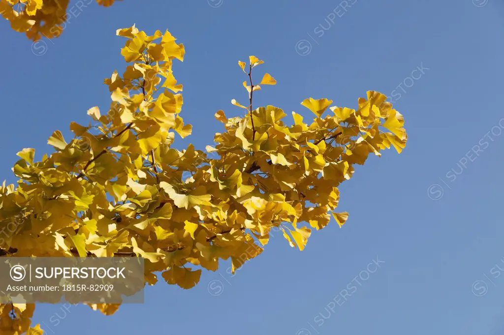 Autumnal leaves of Ginkgo Ginkgo biloba against sky