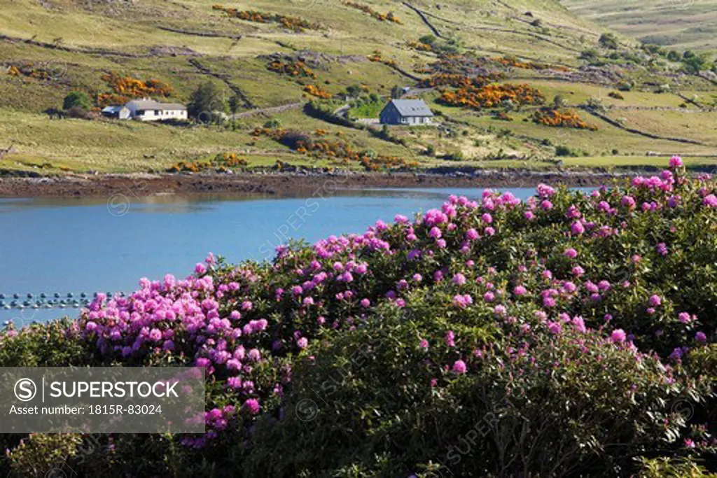 Ireland, County Galway, View of killary harbour with rhododendron flowers