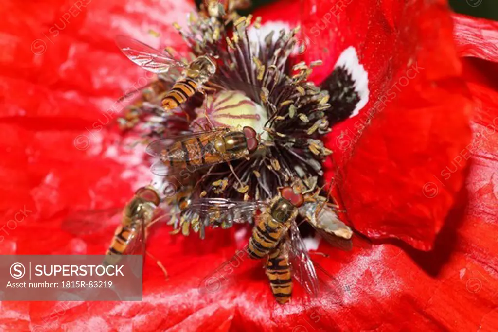 Germany, Bavaria, Marmalade hoverflies on poppy flower