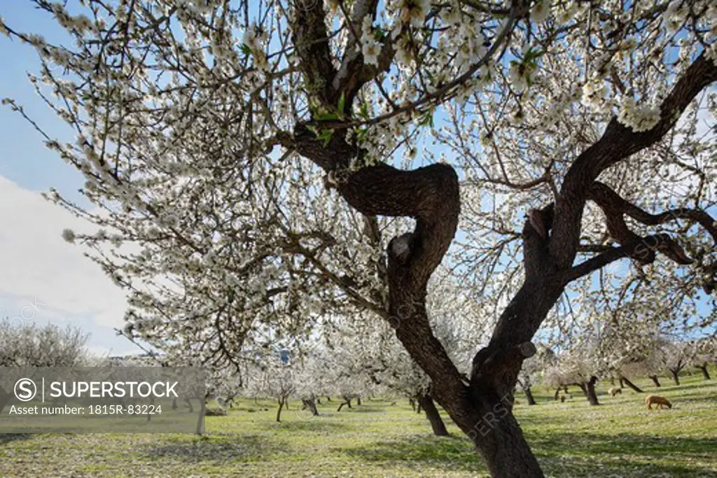 Spain, Balearic Islands, Majorca, Sheep grazing at blooming almond trees