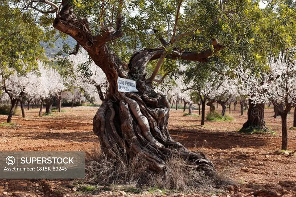 Spain, Balearic Islands, Majorca, Alara, View of olive tree