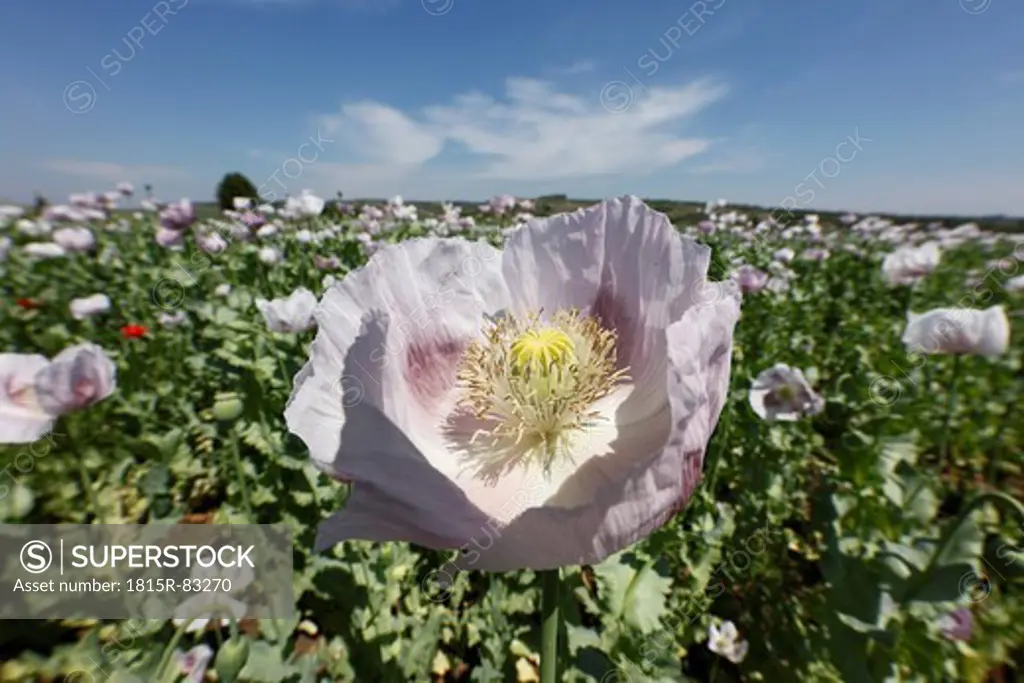Austria, Lower Austria, Weinviertel, View of opium poppy field