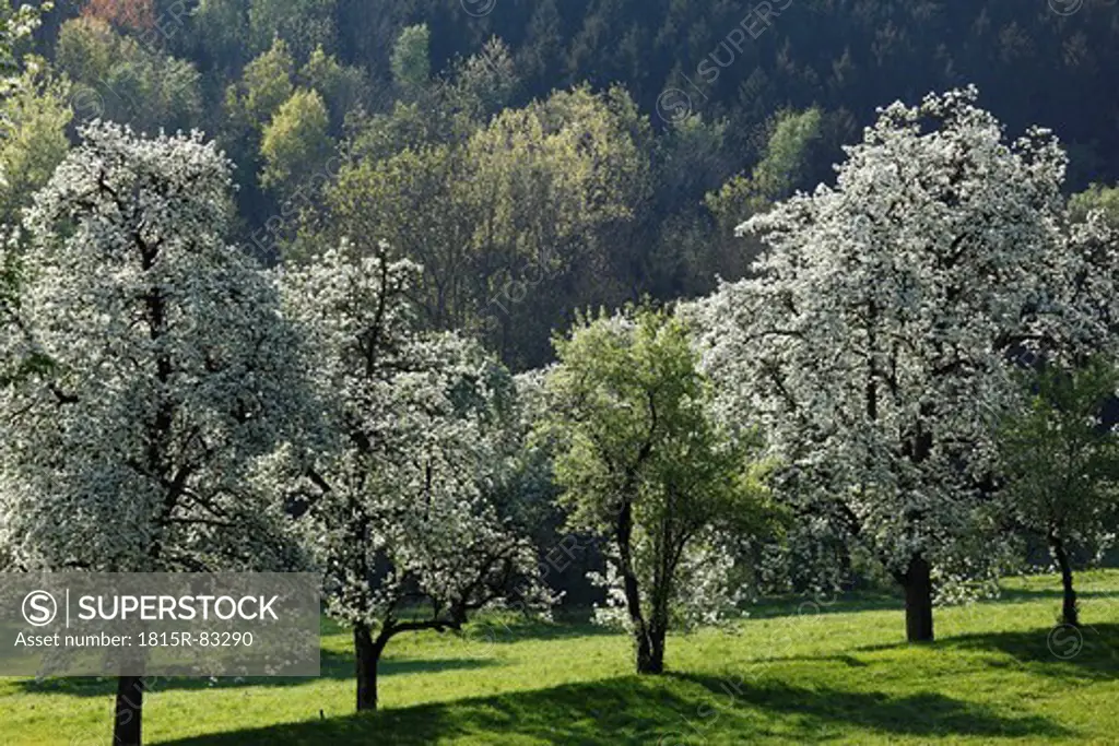 Austria, Lower Austria, Waldviertel, Mostviertel, Blossoming pear trees