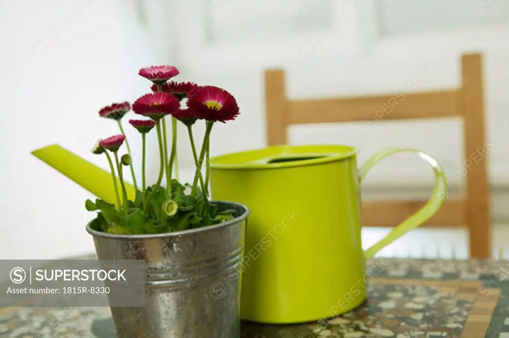 Red daisies and yellow watering can, still life