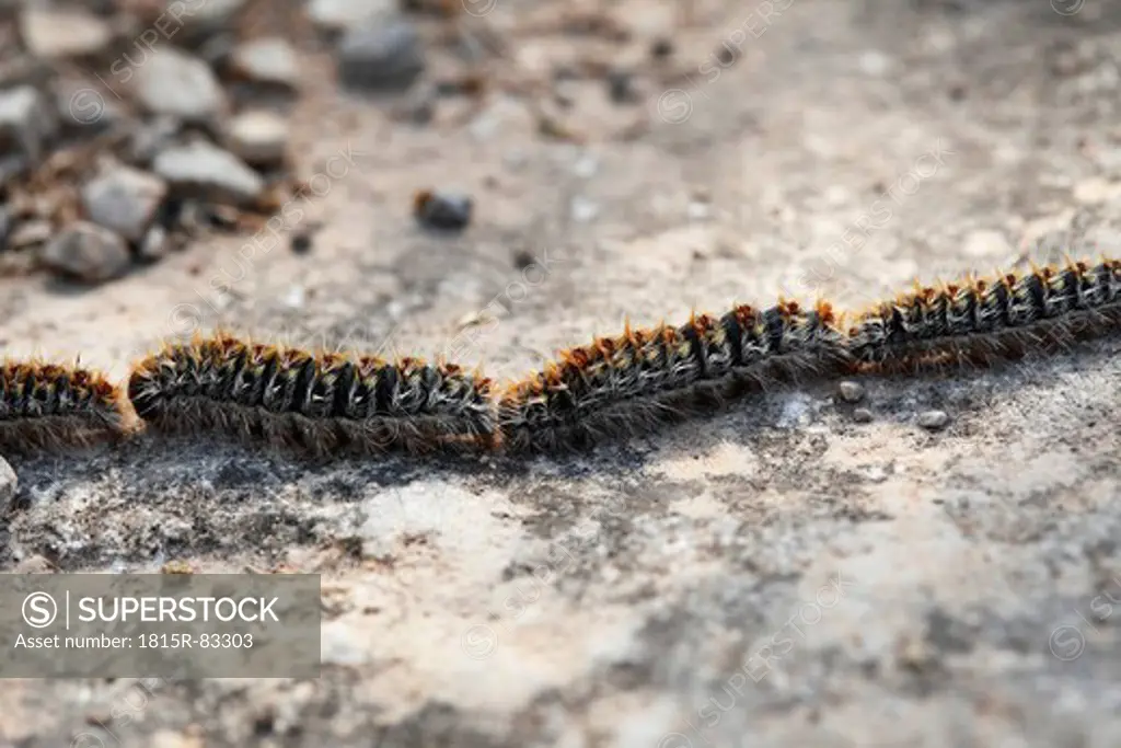 Spain, Balearic Islands, Majorca, Pine Processionary larvae on rock
