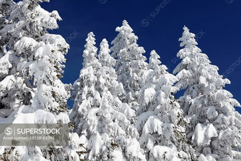 Germany, Bavaria, Upper Bavaria, Garmisch_Partenkirchen, View of snowy spruces
