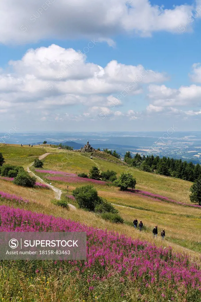 Germany, Hesse, Rhoen, View of fireweed flowers with mountains