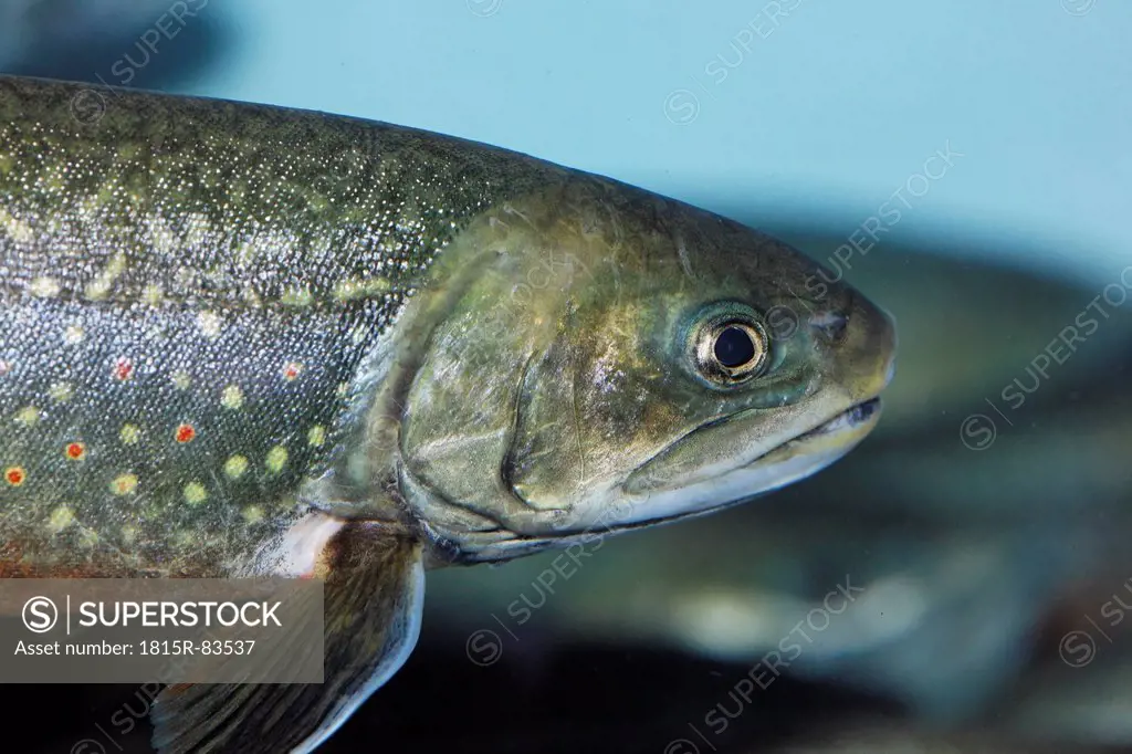 Germany, Bavaria, Tegernsee, Close up of brook trout