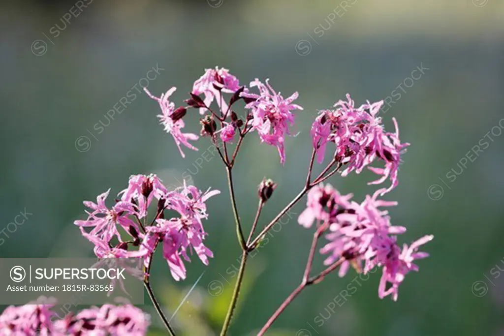 Germany, Bavaria, Cuckoo flower, close up