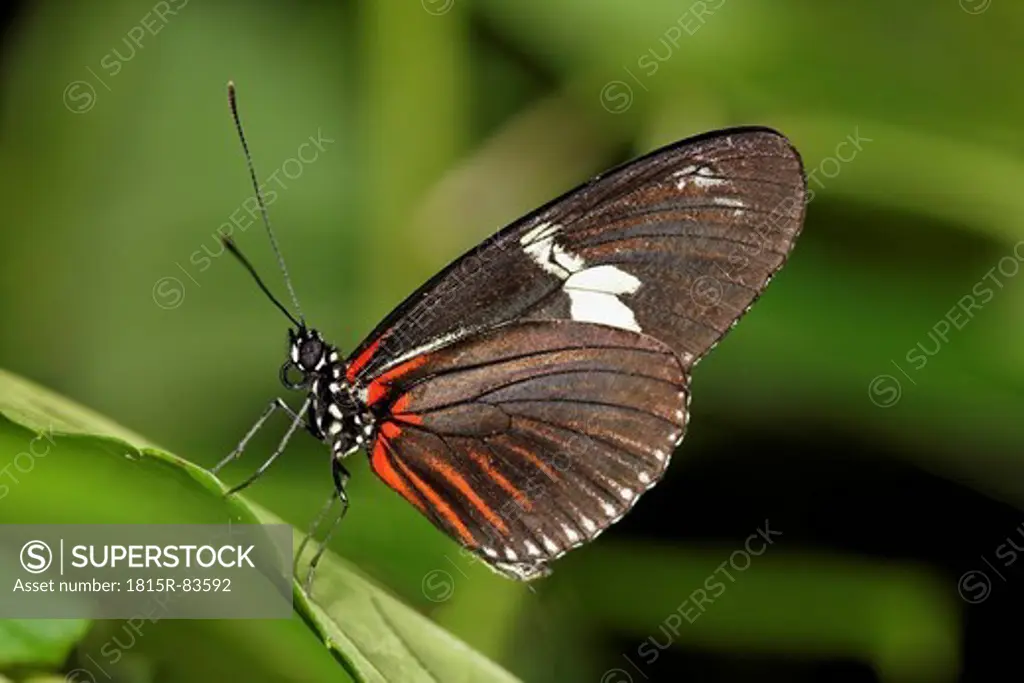 Costa Rica, Longwing butterfly on leaf