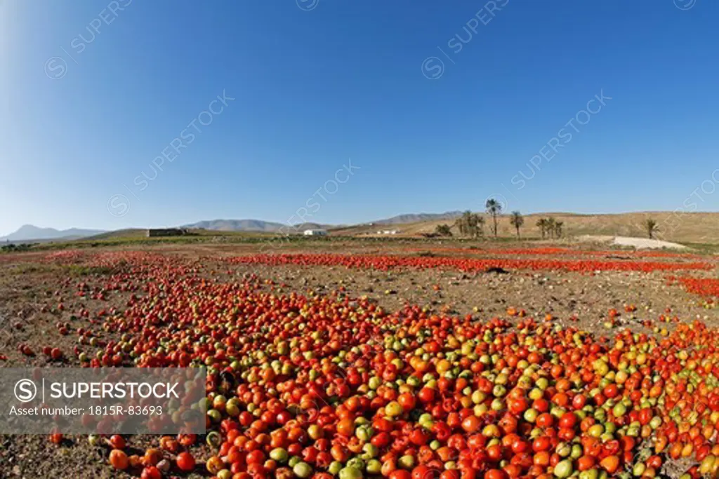 Spain, Canary Islands, Fuerteventura, Landscape with tomatoes near Tuineje