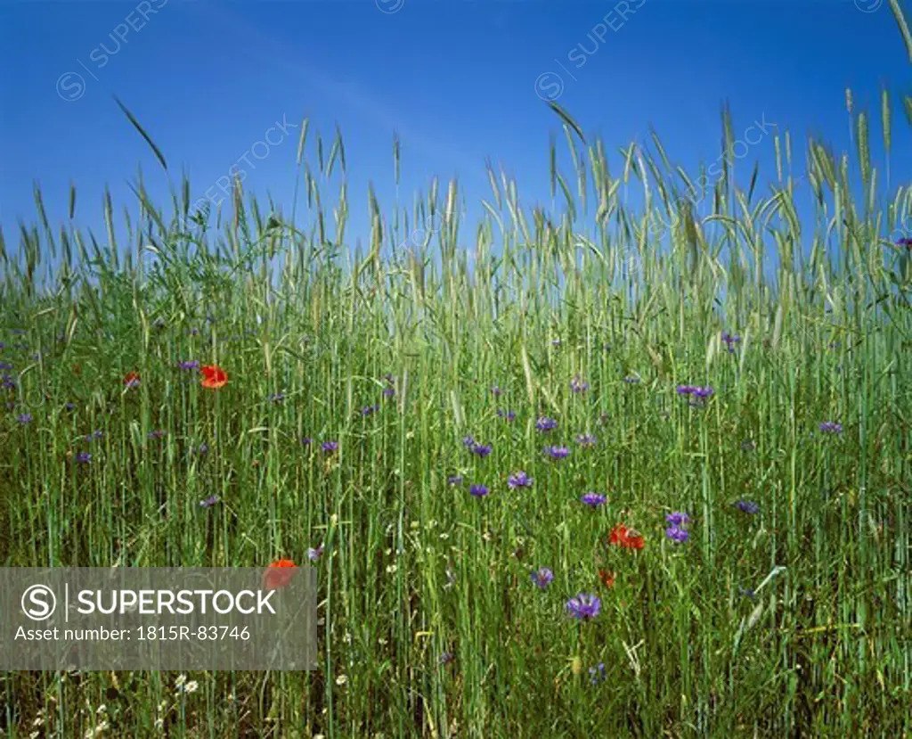 Germany, Bavaria, Franconia, Grainfield with flowers of cornflower and poppy