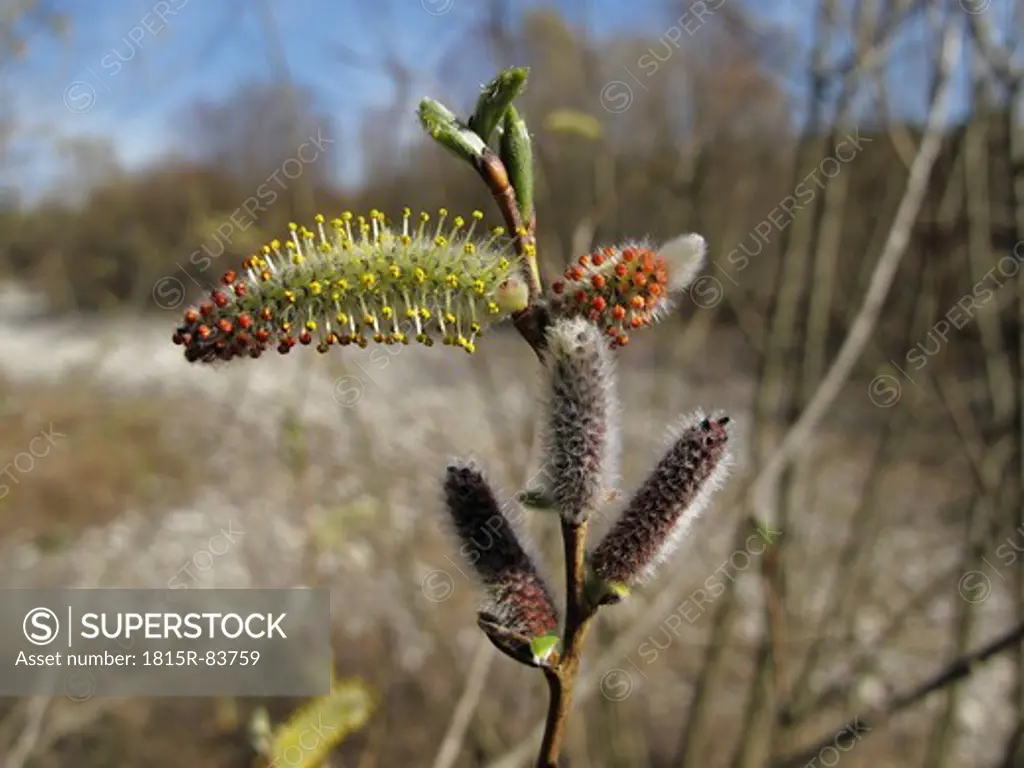 Germany, Bavaria, Upper Bavaria, Close up of Purple Willow with catkin