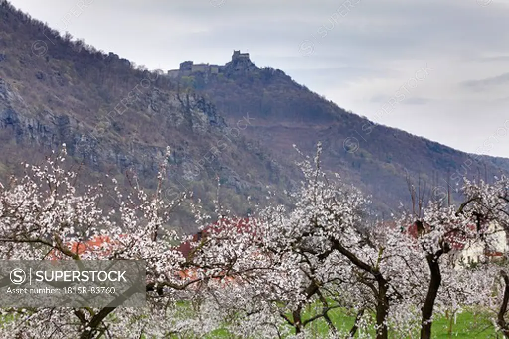 Austria, Lower Austria, Wachau, View of Aggstein castle ruin with apricot blossoms in foreground