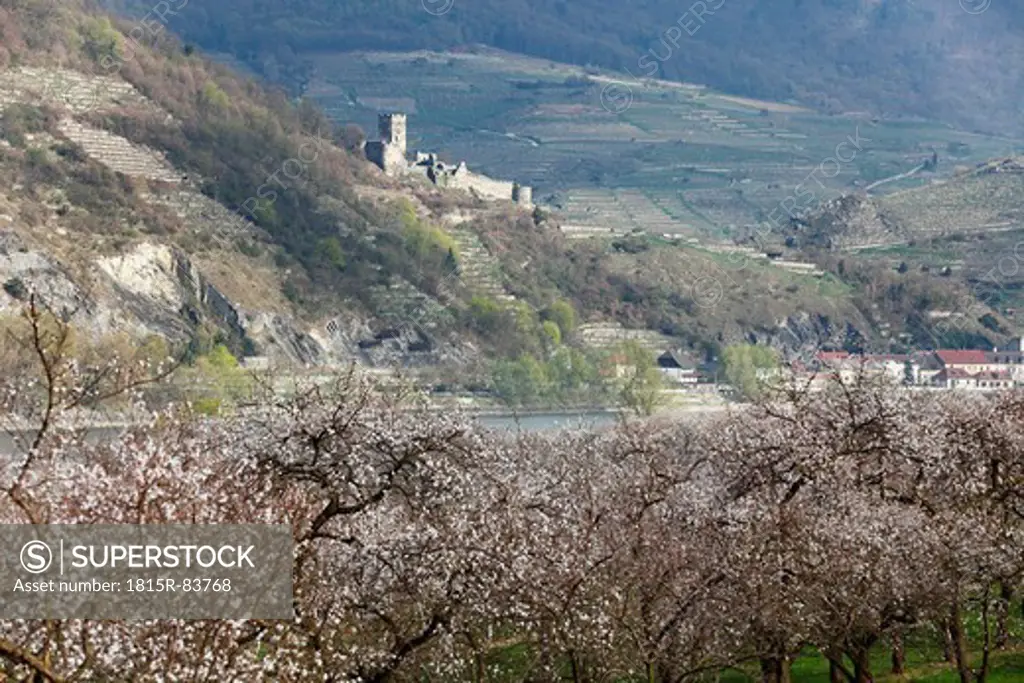 Austria, Lower Austria, Wachau, Spitz, View of Hinterhaus castle with apricot blossoms in foreground