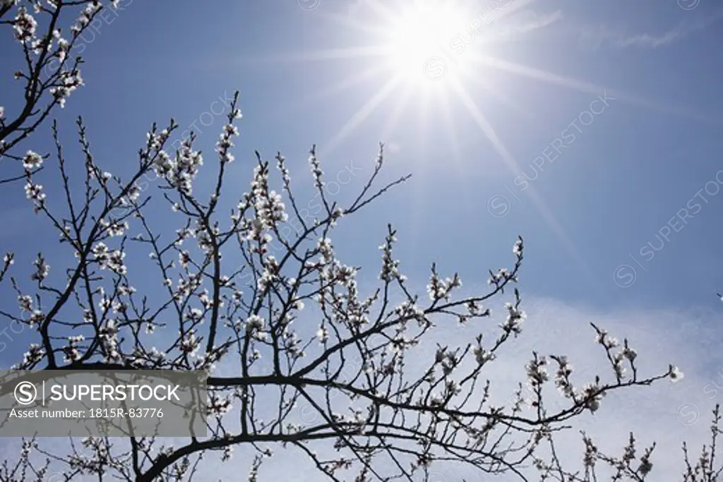 Austria, Lower Austria, Wachau, Branch of apricot blossom with sun