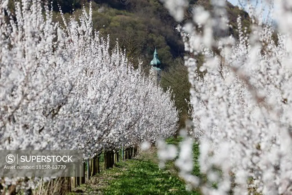 Austria, Lower Austria, Wachau, Aggsbach Markt, Rows of apricot blossom in field with church in background