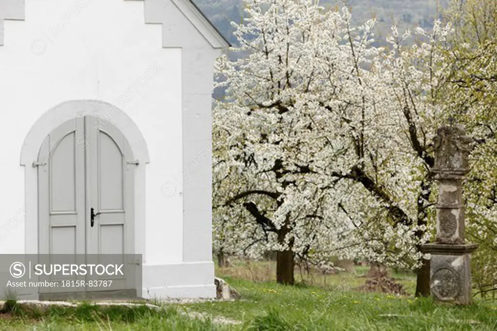 Germany, Bavaria, Franconia, Franconian Switzerland, Pretzfeld, View of cherry tree blossoms near chapel
