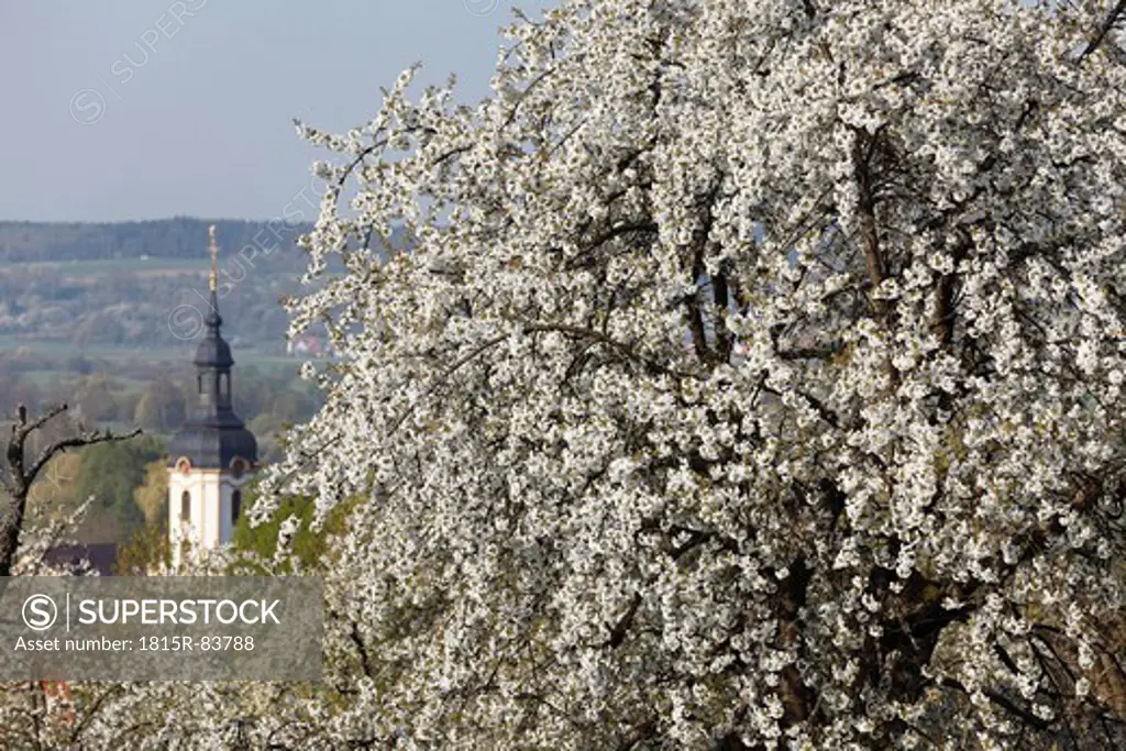 Germany, Bavaria, Franconia, Franconian Switzerland, Pretzfeld, View of sweet cherry tree blossoms and church in background