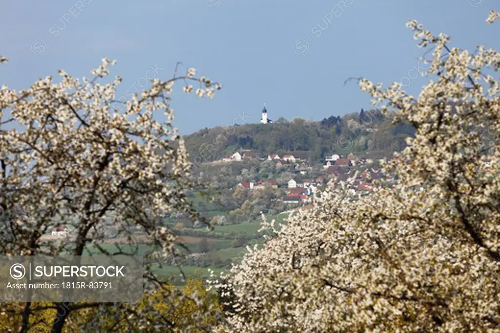 Germany, Bavaria, Franconia, Franconian Switzerland, Reifenberg, View of chapel on top of town with cherry blossoms in foreground