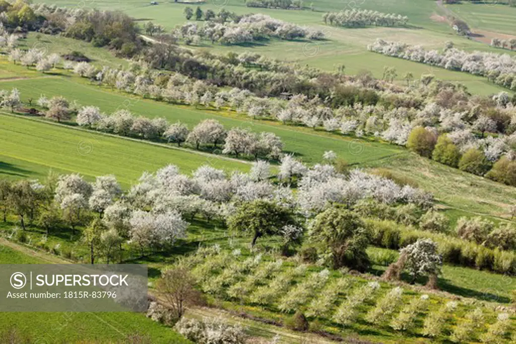 Germany, Bavaria, Franconia, Franconian Switzerland, View of sweet cherry tree blossoms in field