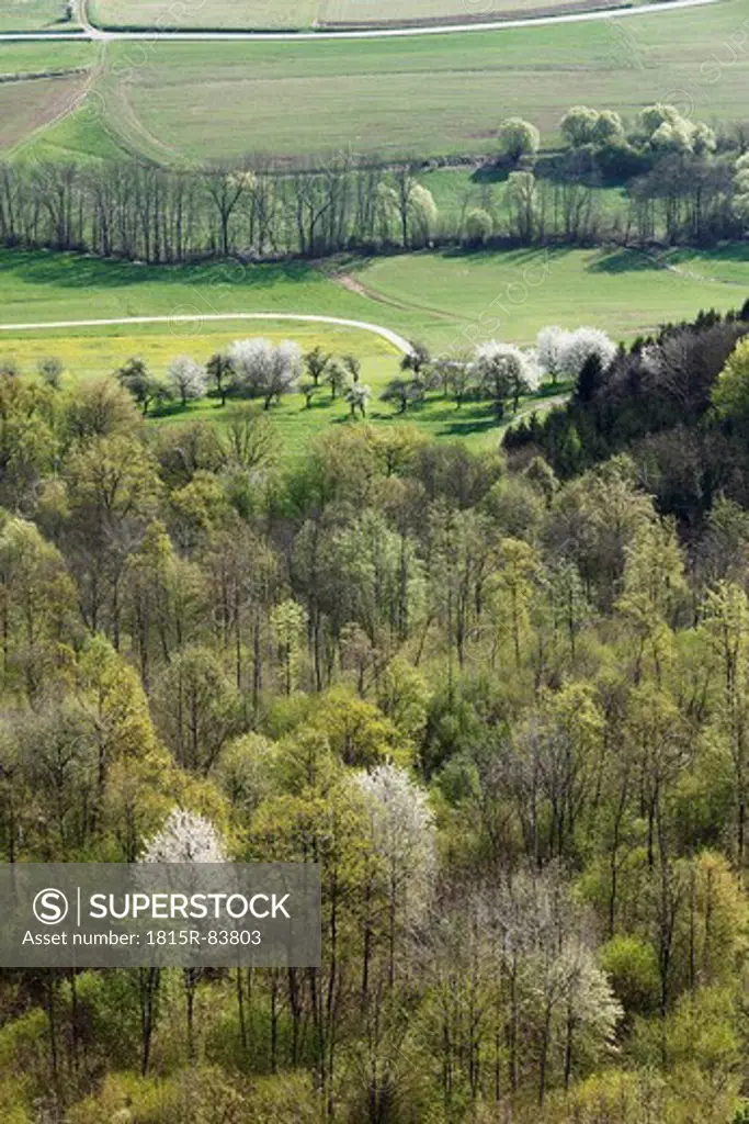 Germany, Bavaria, Franconia, Franconian Switzerland, Walberla, View of deciduous forest at Ehrenbach valley in spring
