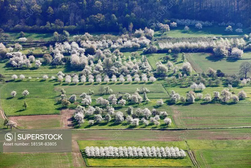 Germany, Bavaria, Franconia, Franconian Switzerland, View of sweet cherry tree blossoms in field