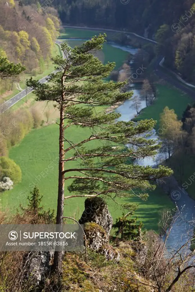Germany, Franconia, Franconian Switzerland, Wiesenttal, Muggendorf, View of Wiesent river with pine tree in foreground