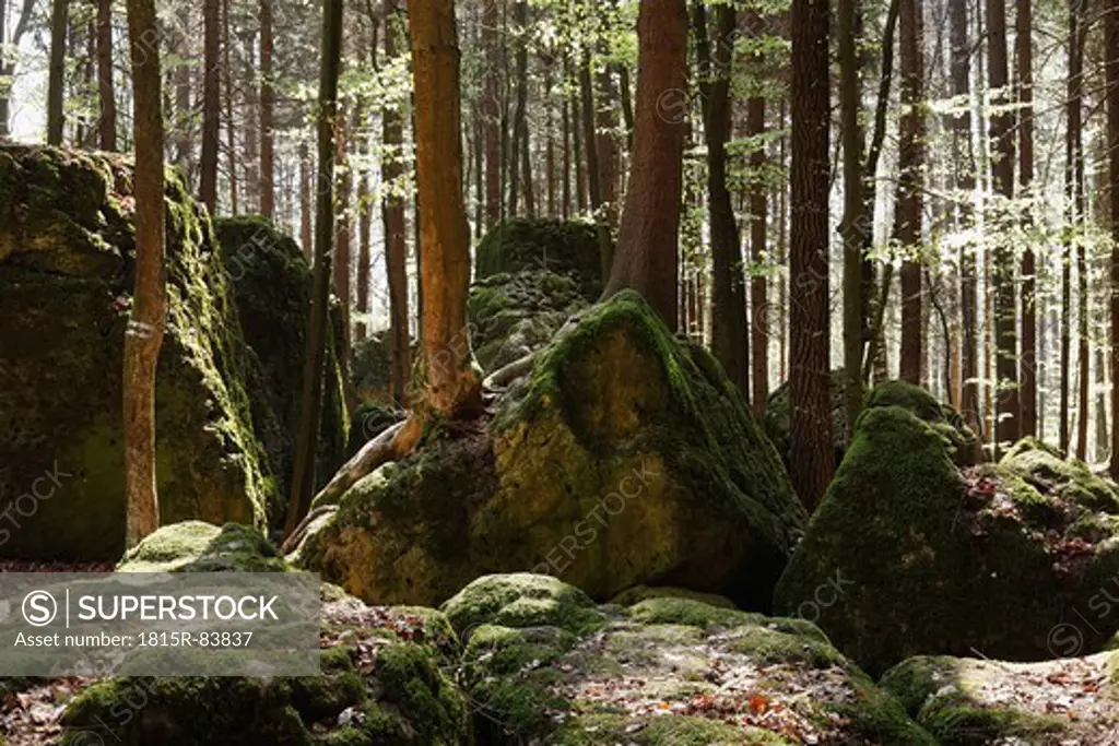 Germany, Bavaria, Franconia, Upper Franconia, Franconian Switzerland, Pottenstein, Druidenhain, Wohlmannsgesees, View of moss growing on rock