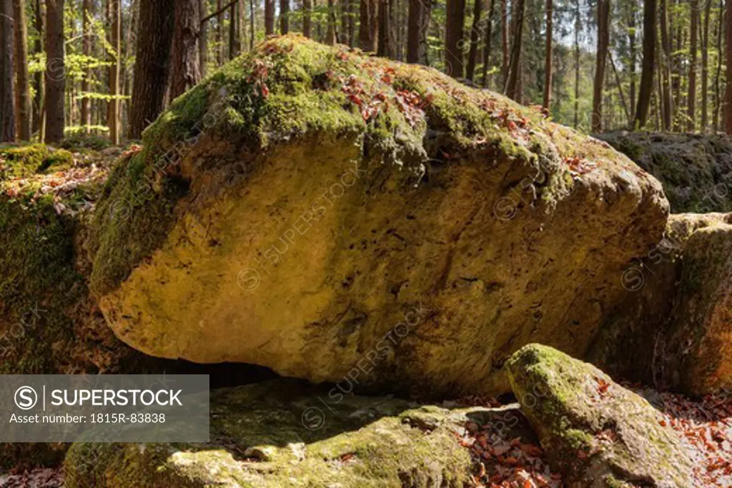 Germany, Bavaria, Franconia, Upper Franconia, Franconian Switzerland, Pottenstein, Druidenhain, Wohlmannsgesees, View of moss growing on rock