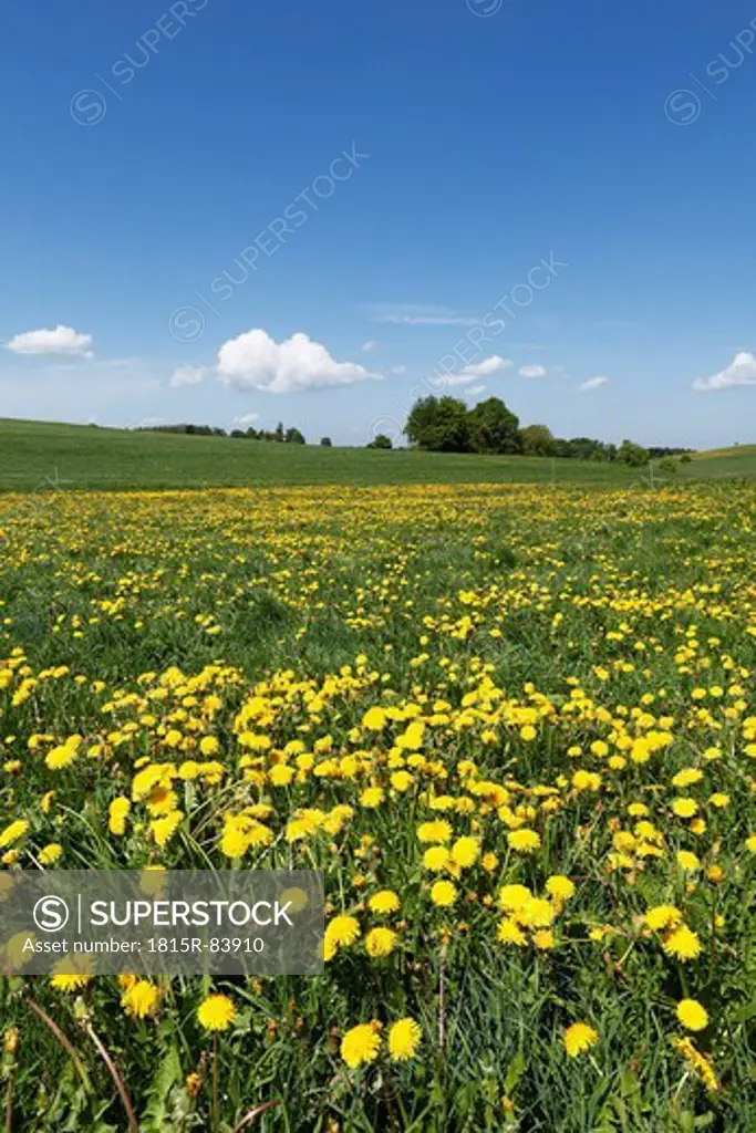 Germany, Bavaria, Upper Bavaria, Muensing, Holzhausen, View of church at distant with meadows of dandelions