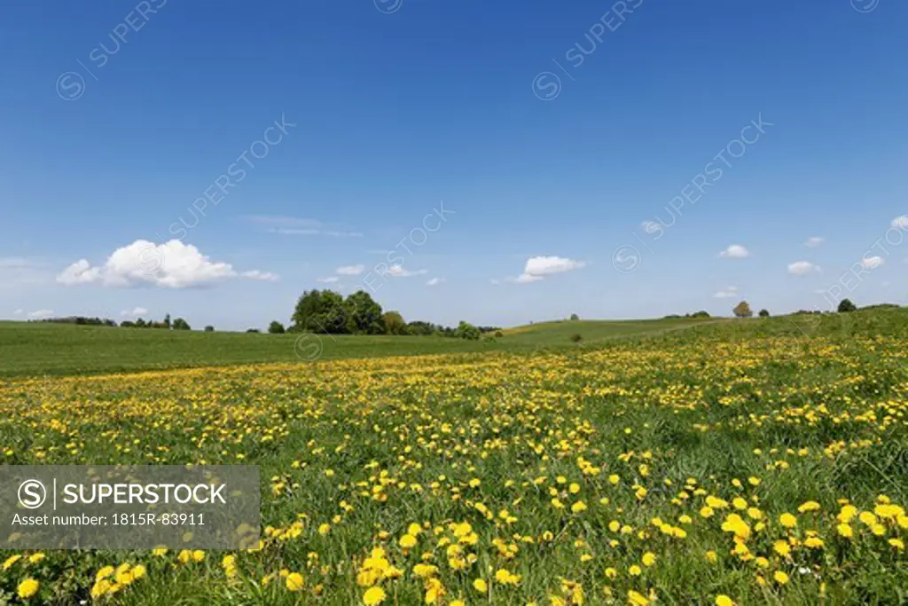 Germany, Bavaria, Upper Bavaria, Muensing, Holzhausen, View of church at distant with meadows of dandelions