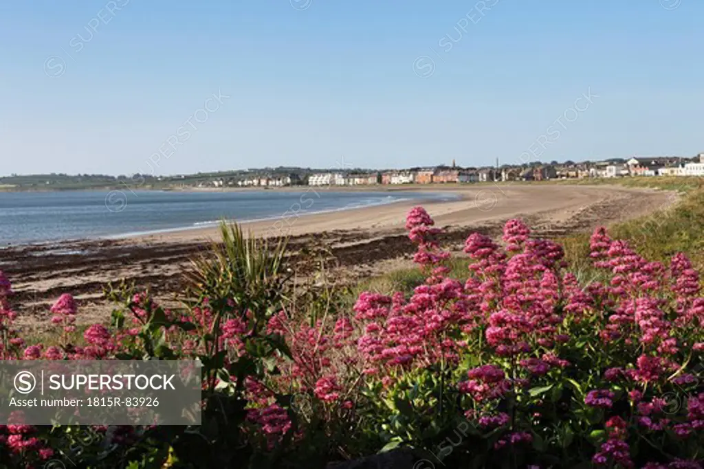 Republic of Ireland, County Fingal, Skerries, Red valerian near beachside