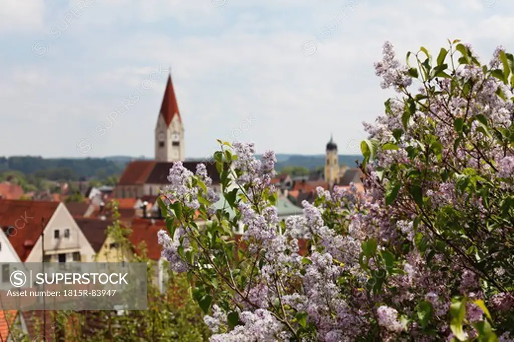 Germany, Bavaria, Swabia, Allgaeu, Kaufbeuren, View of Common Lilac with town in background