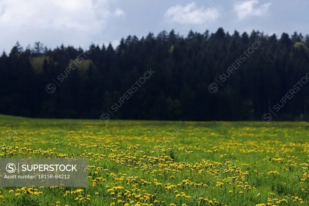 Germany, Bavaria, Manhartshofen, dandelions in field