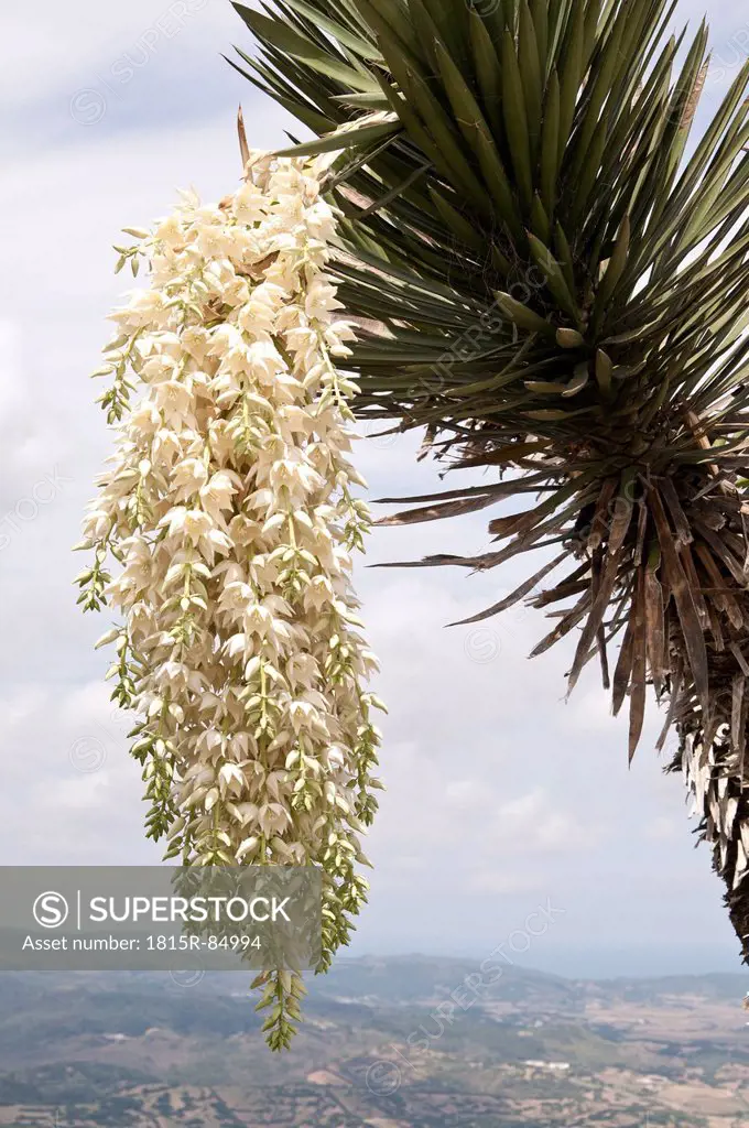 Spain, Balears, Menorca, View of palm leaf with blossom